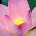 lotus_pink
